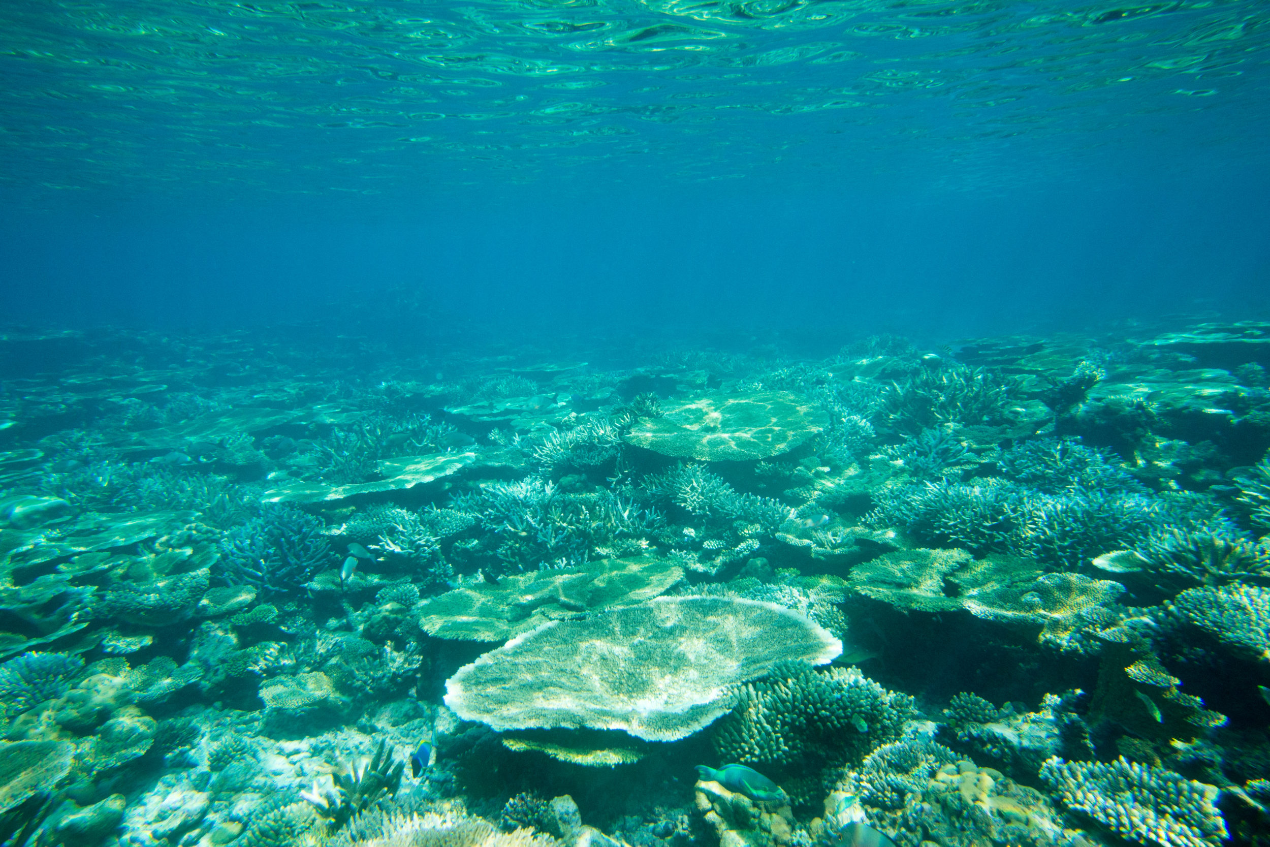 A Turtle Sitting At Corals Under Water Surface A Turtle Sitting At Corals Under Water Surface