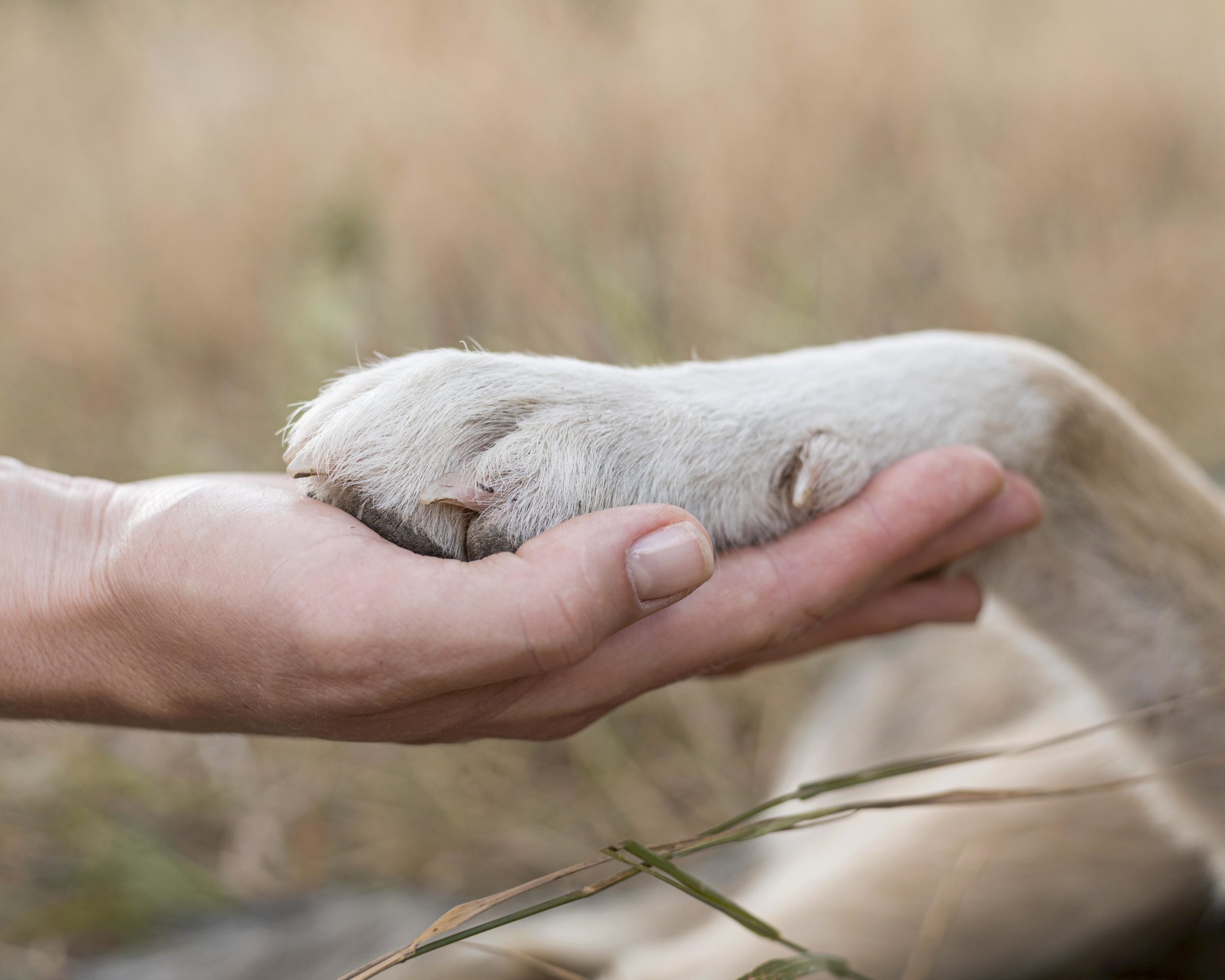 Tierliebe Tierliebe